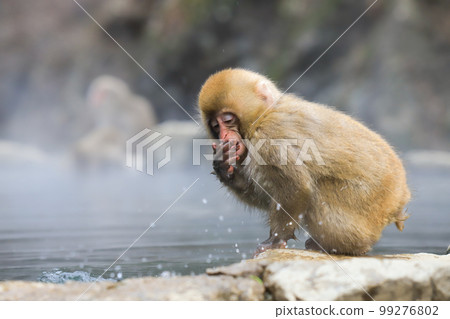 A monkey 99276802