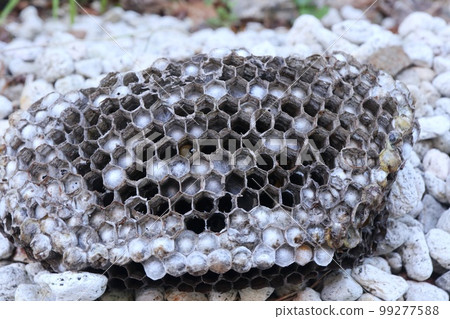 紙蜂巢去除滅蜂 99277588