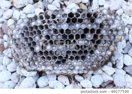 紙蜂巢去除滅蜂 99277590