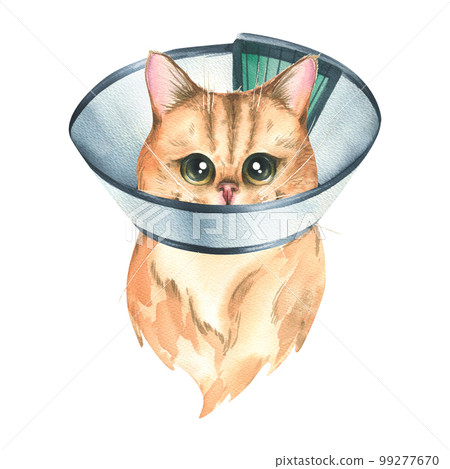 A sick cat in a protective, veterinary collar, golden chinchilla breed. Watercolor illustration. An isolated object from the VETERINARY collection. For the design and decoration of clinics, medicines A sick cat in a protective, veterinary collar, golden chinchilla breed. Watercolor illustration. An isolated object from the VETERINARY collection. For the design and decoration of clinics, medicines 99277670