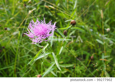 Meadow cornflower Centaurea jacea is a field weed plant, a species of the genus Cornflower of the family Asteraceae, or Compositae. Grows in meadows and forest edges. Violet elegant flower. Karelia 99277902