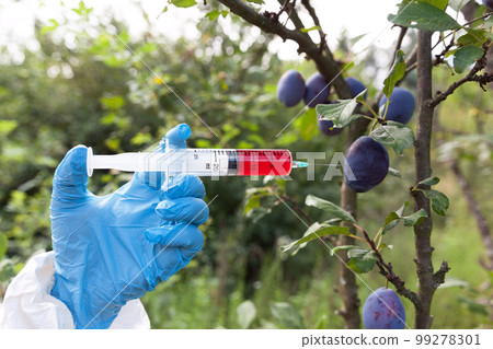 Genetically modified fruit 99278301