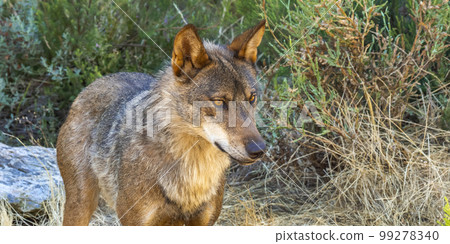 Iberian Wolf, Zamora, Spain 99278340