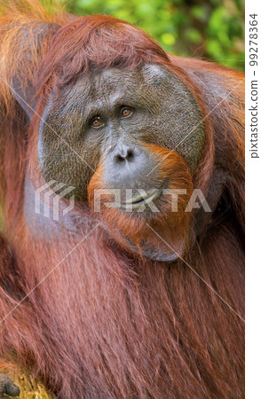 Orangutan, Tanjung Puting National Park, Borneo 99278364