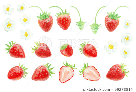Spring strawberry parts drawn with watercolors 99278814