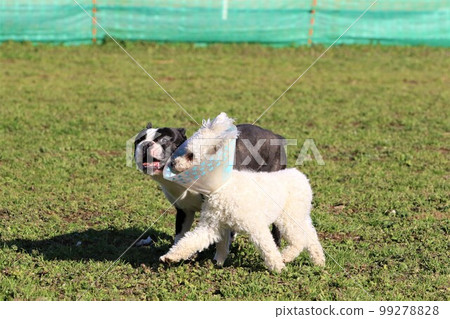 Mighty, a cute Boston terrier, and Bailey, a white toy poodle, run side by side on their favorite dog run. 99278828