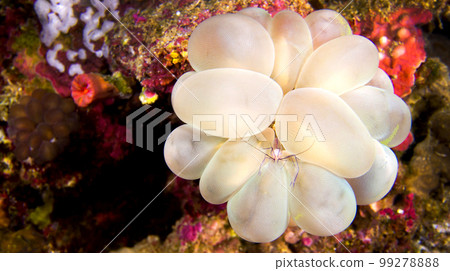 Coral Commensal Shrimp, Lembeh, Indonesia 99278888