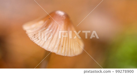 Mycena, Sierra de Guadarrama National Park, Spain 99278900