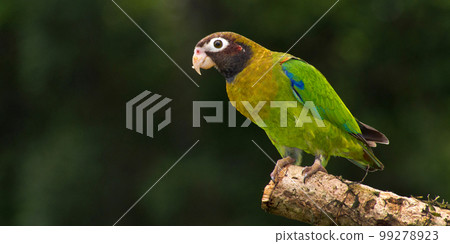 Brown-hooded Parrot, Tropical Rainforest, Costa Rica Brown-hooded Parrot, Tropical Rainforest, Costa Rica 99278923