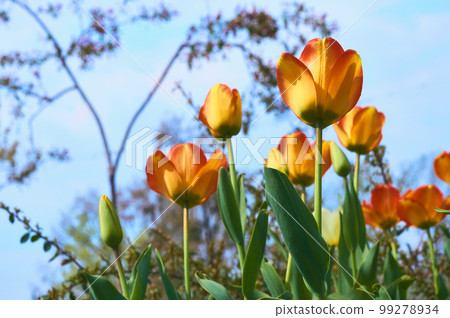 Orange yellow spring tulips and blue sky in the city park Orange yellow spring tulips and blue sky in the city park 99278934