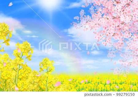 Rape blossoms-Rainbow in the sky-Spring cherry blossom frame background material with beautiful and gorgeous petals Rape blossoms-Rainbow in the sky-Spring cherry blossom frame background material with beautiful and gorgeous petals 99279150