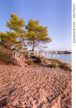 Pine tree, Karidi beach, Vourvourou, Greece Pine tree, Karidi beach, Vourvourou, Greece 99279287