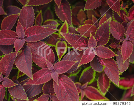 colors of the autumn leaves are perfect colors of the autumn leaves are perfect 99279345