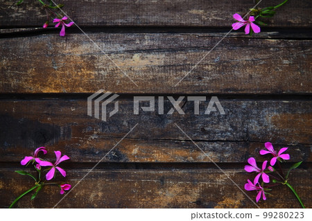 inflorescence of pink ivy geranium on a wooden background. Four beautiful inflorescence of pink ivy geranium are laid out on the table in the corners. Copy space. Free space for text. Postcard layout. 99280223