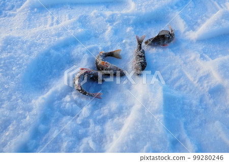 Frozen small perch on snow ice. Catch caught during winter fishing. River perch or common perch Perca fluviatilis is species of ray-finned fish of the genus of freshwater perches of the perch family 99280246