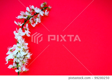 White flowers of bird cherry on a red background. Copy space for text. Bright card for the holiday or invitation. Spring time. 99280250