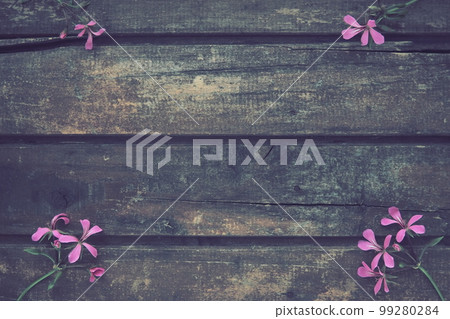 inflorescence of pink ivy geranium on a wooden background. Four beautiful inflorescence of pink ivy geranium are laid out on the table in the corners. Copy space. Free space for text. Postcard layout. 99280284
