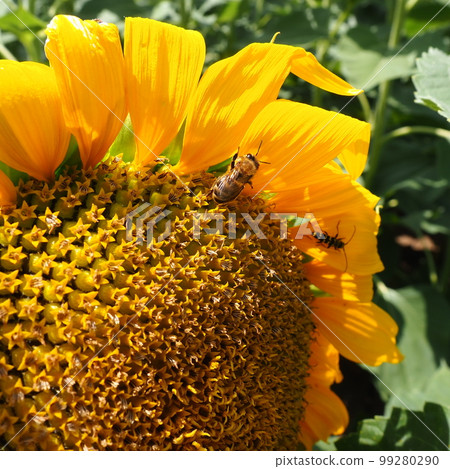 The Helianthus sunflower is a genus of plants in the Asteraceae family. Annual sunflower and tuberous sunflower. Agricultural field. Blooming bud with yellow petals. Furry leaves One big flower. Bee 99280290