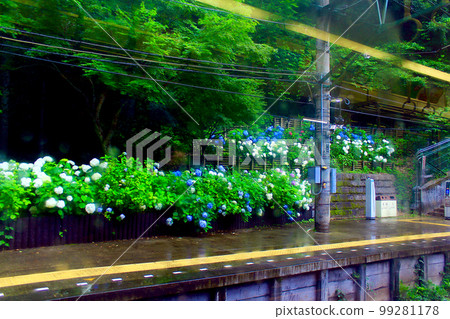 [神奈川]六月的箱根 從箱根登山電車內看到的塔澤站站台邊的繡球花 99281178