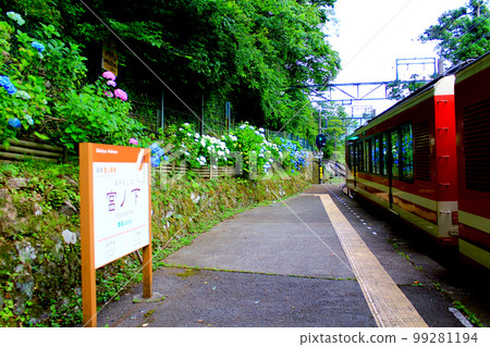 【神奈川】六月的箱根:箱根登山電車宮之下站站台旁的繡球花和火車 【神奈川】六月的箱根:箱根登山電車宮之下站站台旁的繡球花和火車 99281194