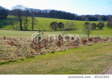 Hilly landscape. Green grass on the hills among the trees in early spring. Beautiful landscape in early springtime Hilly landscape. Green grass on the hills among the trees in early spring. Beautiful landscape in early springtime 99281604
