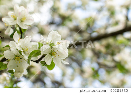 Blooming branches of apple tree Blooming branches of apple tree 99281880