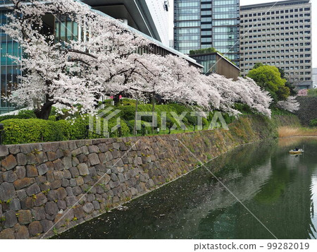 辯慶護城河沿岸美麗的櫻花樹 99282019