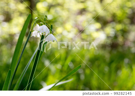 White Summer Snowflake flowers (Leucojum aestivum) in its natural habitat. An ingredient in a drug used to treat poliomyelitis. Selective focus. White Summer Snowflake flowers (Leucojum aestivum) in its natural habitat. An ingredient in a drug used to treat poliomyelitis. Selective focus. 99282145