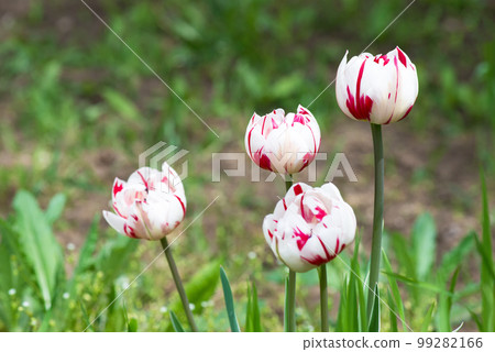 White and red Tulip - Blooming colorful tulips in a rural garden on blurred background. 99282166