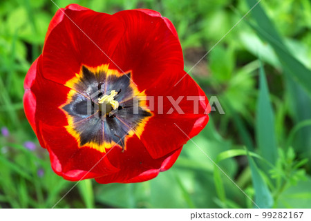 Red tulip blooming in a spring garden - selective focus, top view Red tulip blooming in a spring garden - selective focus, top view 99282167