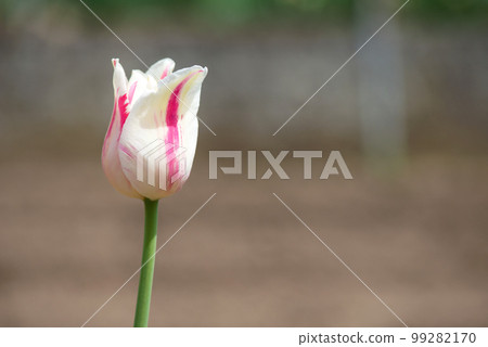White and red Tulip - Blooming colorful tulips in a rural garden on blurred background. 99282170