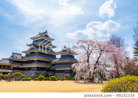 [櫻花材料]春天信州松本城的櫻花[長野縣] 99282316