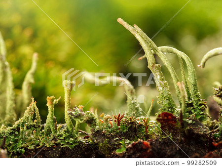 Lichens variety Lichens variety 99282509
