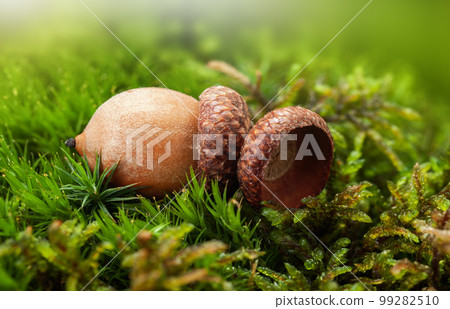 Acorn in moss Acorn in moss 99282510