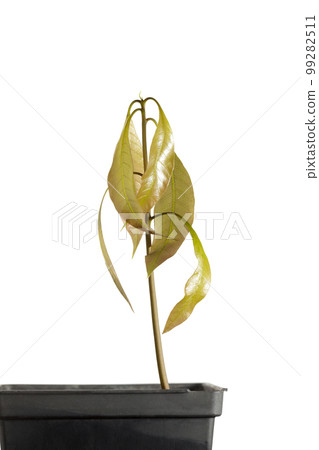 Growing in Pot Mango Plant 99282511