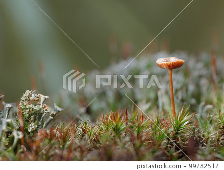 Red toadstool Red toadstool 99282512
