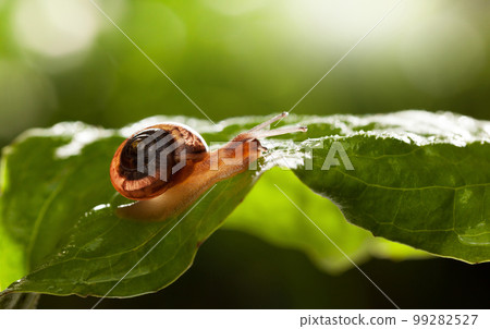 Snail crawl over grass leaf Snail crawl over grass leaf 99282527