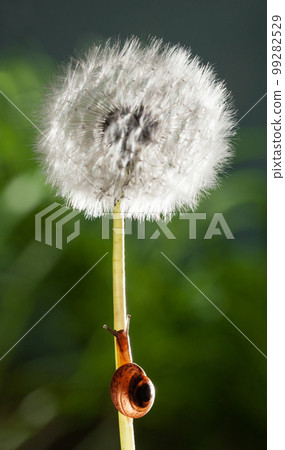 Red snail on white dandelion 99282529
