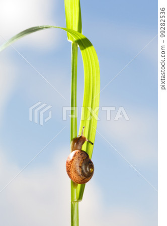 Snail on grass 99282536