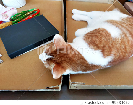 A cat that likes a cardboard box A cat that likes a cardboard box 99283032
