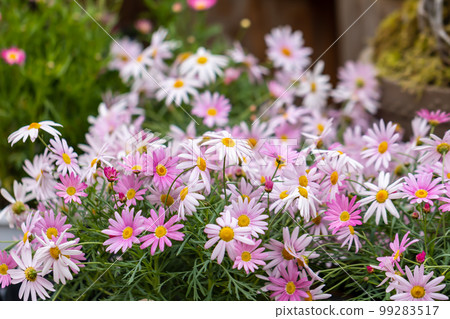 開滿花0142 開滿花0142 99283517