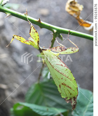 Philippine Walking Leaf , Phyllium philippinicum 99283876