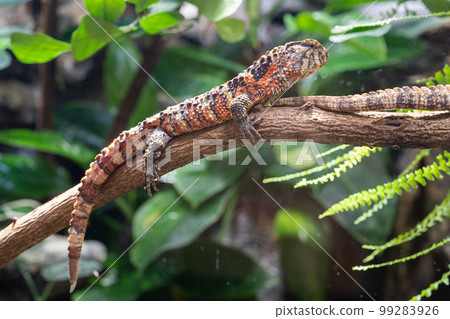 Chinese Crocodile Lizard, Shinisaurus crocodilurus Chinese Crocodile Lizard, Shinisaurus crocodilurus 99283926