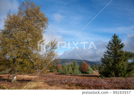 Heather close to Willingen, Landscape of Rothaar Mountains, Sauerland, Germany Heather close to Willingen, Landscape of Rothaar Mountains, Sauerland, Germany 99283937