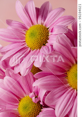 Pink chrysanthemum macro photo, abstract feminine background. Copy space 99284021