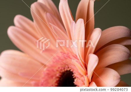 Macro photo of a gerbera petals, fresh flower. Abstract floral background Macro photo of a gerbera petals, fresh flower. Abstract floral background 99284073