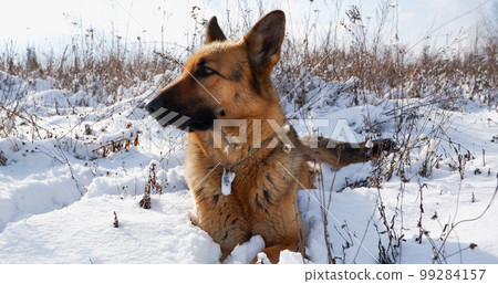 German shepherd dog lies in the snow on a winter meadow. 99284157