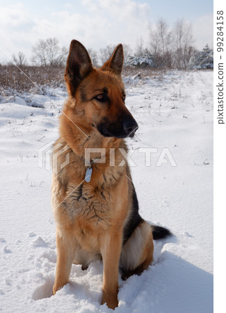 German shepherd dog sits on a snowy field on a sunny winter day. 99284158