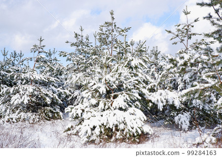 Pine snowy forest on a sunny winter day. 99284163