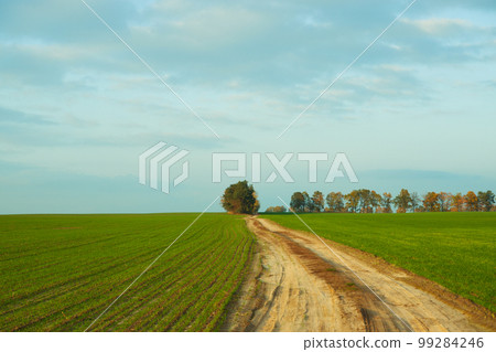 Natural background. Scenery. A green field of cereals, a dirt road and trees on the horizon against a sky covered with clouds. 99284246